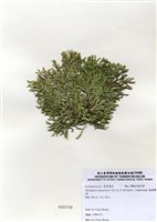 藏品(扁乳節藻)的圖片